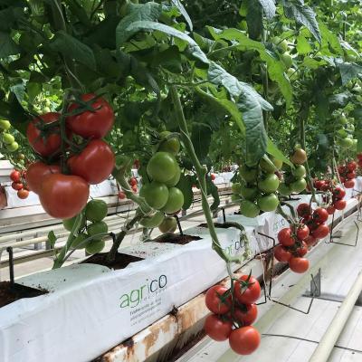 China Vegetable Fruits Flowers Planting Hydroponics And Substrate Tomato Growing System Supplies for sale