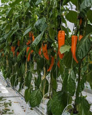 China Vegetable Fruits Flowers Planting Hydroponics Greenhouse Chilli/tomato Cultivation Equipment For Sale for sale