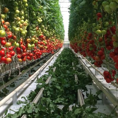 China Vegetable Fruits Flowers Planting Hydroponic Equipment With Indoor Vertical Hydroponic For Planting Vegetable Tomatoe for sale