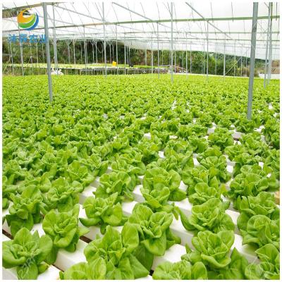 China Vegetable Fruits Flowers Planting Agricultural Greenhouse Factory Price Multi-span Film Greenhouse Tomato Hydroponic Greenhouse for sale