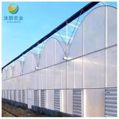 China Vegetable Fruits Flowers Planting Agricultural Multi-span Plastic Film Vegetables Greenhouse With Bato Dutch Bucket Planting System for sale