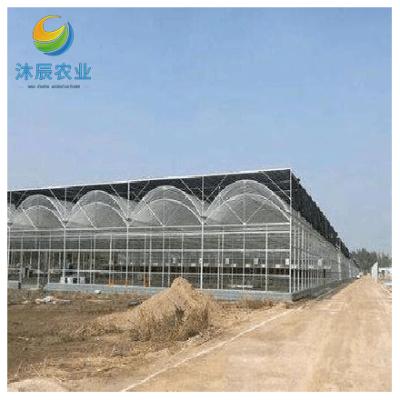 China Vegetable Fruits Flowers Planting Agriculture Multi-span Arch Plastic Film Pepper Greenhouse for sale