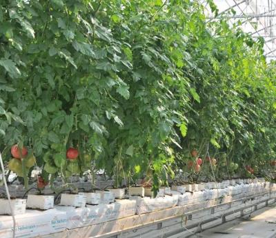 China Vegetable Fruits Flowers Planting Agriculture Multi-span Galvanized Steel Frame Film Greenhouse For Vegetables Tomato for sale