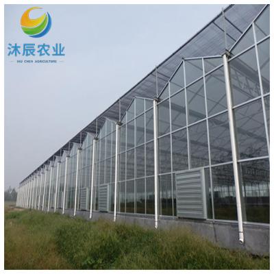 China Vegetable Fruits Flowers Planting multi-span glass mushroom hydroponic greenhouse design for sale