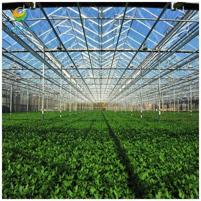 China Vegetable Fruits Flowers Planting cheap multi-span large glass tomato commercial greenhouse for sale