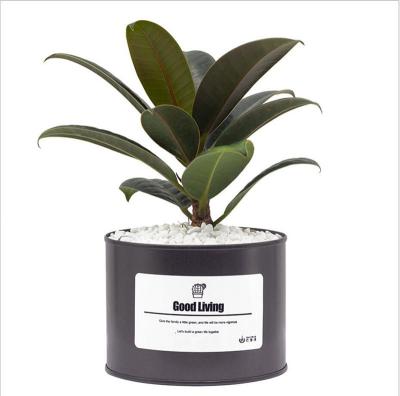 China Tin Pot Potted Series Nordic Radiation Proof Bonsai Eco-Freindly Style Small Pot With Paste Free Label And LOGO for sale