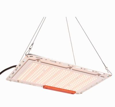 China Seed starting osrm 2021 led grow light new led grow light horticulture lamp 240w led grow light for sale