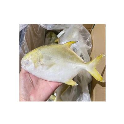 China Wholesale Fresh High Protein High Quality Meal Gold Pompano Weight Loss JELLY for sale