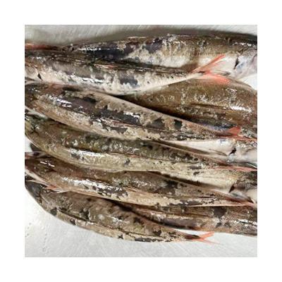 China Various Best Freshness Seafood JELLY Whole Round Frozen Mackerel Tail Red Mackerel for sale