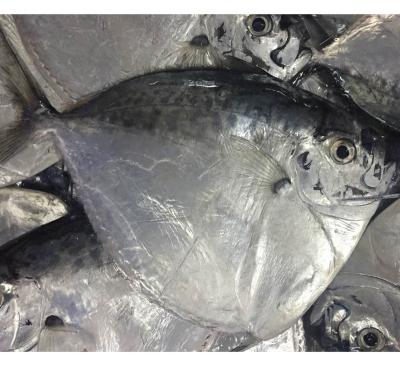 China Fresh FROZEN China Sea Fish Moonfish Mene Maculata for sale