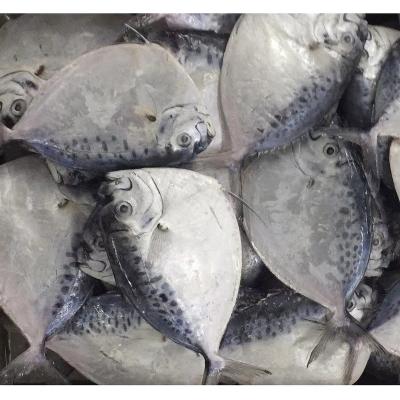 China Moon FROZEN Whole Round Fish Latin Name Mene Maculata for sale