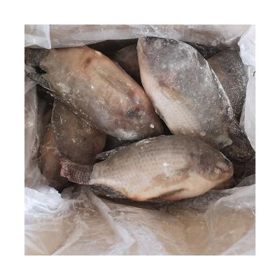 China China Quality Nutrition Fresh Cultured Tilapia Supplier FROZEN Whole Frozen Tilapia Fresh Cultured Tilapia Export for sale