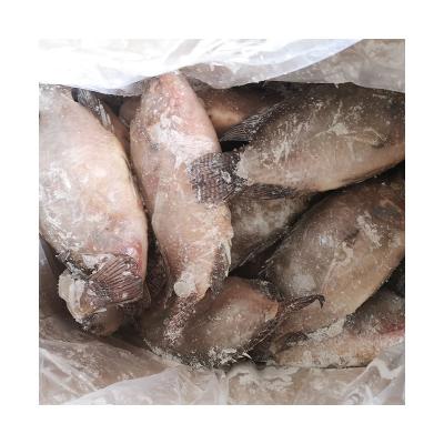 China Wholesale high quality frozen red tilapia FROZEN and bulk black tilapia the carton packs for sale