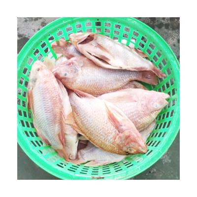 China China Professional FROZEN Fish Kitchen Professional Outdoor Cultivated Gourmet Red Frozen Tilapia for sale