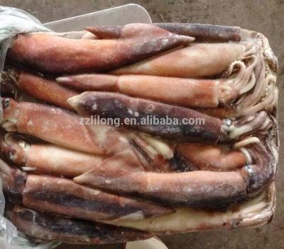 China Low-CARB Sea Fishing Squid Tube/Jumbo Squid/Illex Squid for sale