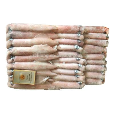 China Whole Nutritious Jelly Around Chinese Loligo Squid for sale