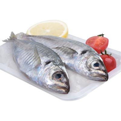 China FROZEN frozen small mackerel fish for sale