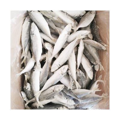 China Wholesale high quality frozen fish food FROZEN frozen saurels frozen seafood for sale