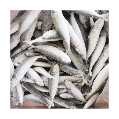 China FROZEN texture high quality wholesale good freshness low price frozen fish saurels for sale