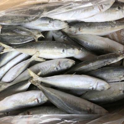 China New FROZEN Deep Sea Fish IQF Eye Saurels Big Catch Frozen Fish For Sale for sale