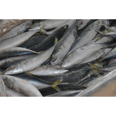 China Factory direct marketing fresh FROZEN saurels fish in stock for sale