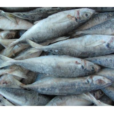 China FROZEN Frozen saurels fish high quality with cheap price for sale