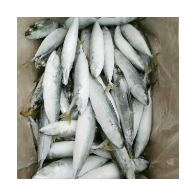 China Export FROZEN Restaurant Factory Direct Sales China Gourmet Frozen Seafood Mackerel for sale