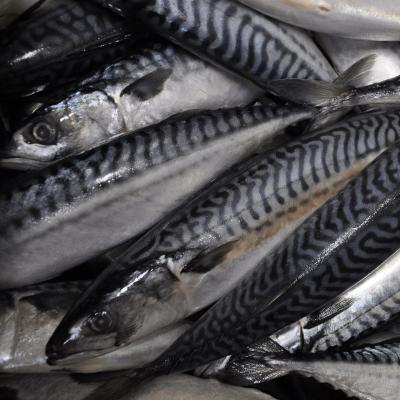 China FROZEN frozen mackerel fish for sale