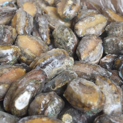 China Wholesale FROZEN Frozen Seafood Abalone With Shell for sale