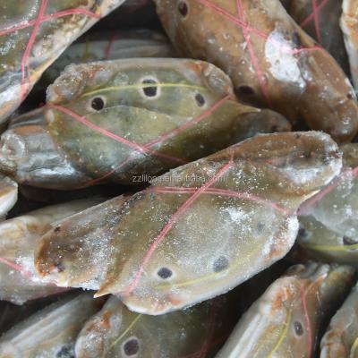 China HACCP Redspot FROZEN Whole Swimming Crab for sale