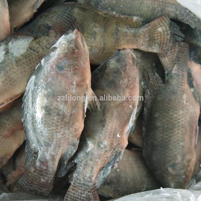 China Live Fresh FROZEN Water Tilapia Fish for Processing Frozen Tilapia for sale