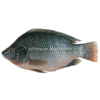 China FROZEN Whole Black Tilapia Supplier 300-500 500-800 800+ for sale