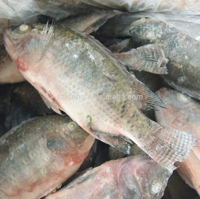 China FROZEN Whole Round Farmer Quality Raised Tilapia Fish with IQF Bulk Specifications for sale