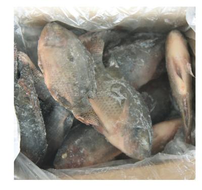 China FROZEN Frozen Whole Round Black Tilapia Fish Supplied From XIAMEN TAISENG for sale