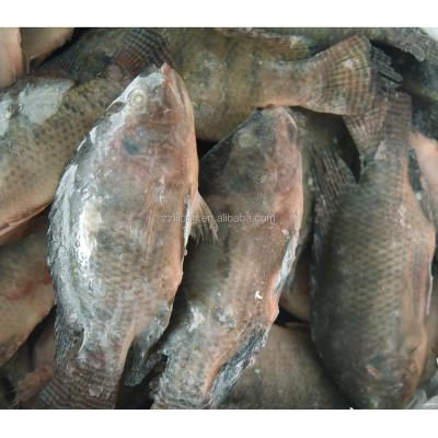 China Best Selling Whole Frozen Tilapia FROZEN Products in Africa for sale