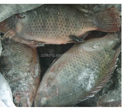 China FROZEN we are the best tilapia suppliers from China for sale