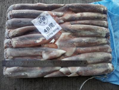 China Illex frozen squid from FROZEN sea from Taiwan 200/300 gram for sale