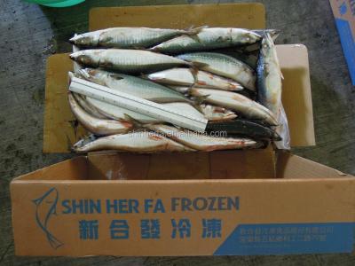 China Frozen Blue Mackerel 30/40 PCS of Taiwan FROZEN Land and Scomber Australasicus of 200/400 gram for sale