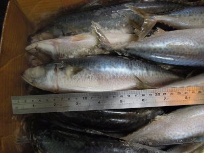 China 25/30 PCS Frozen Blue Mackerel from Taiwan FROZEN Sea and 300/400 gram Scomber Australasicus for sale