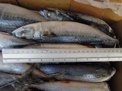 China 30/40 PCS Frozen Blue Mackerel from Taiwan FROZEN Sea and Scomber Australasicus of 200/400 gram for sale