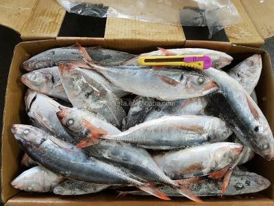 China 30/40 PCS and 200/400 gram Taiwan FROZEN Sea Red Saurels Decapterus Kurroides for sale