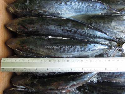 China 400/500 gram Taiwanese Bonito Euthynnus Affinis FROZEN Frozen Tuna for sale