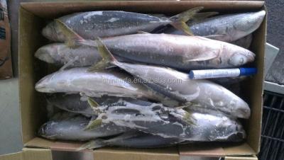 China 15/20 PCS Frozen Round Scad of Taiwan FROZEN Sea and 500/700 Gram Dcapterus Maruadsi for sale