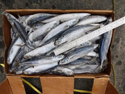 China 50/60 PCS Frozen Round Scad of Taiwan FROZEN Sea and 100/200 Gram Dcapterus Maruadsi for sale