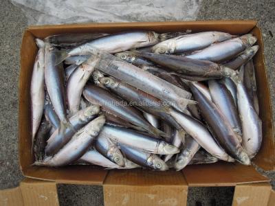 China 90/100 PCS FROZEN sardine from Taiwan and 100/120 gram for sale