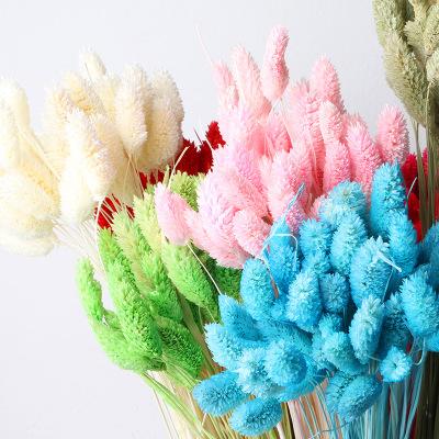 China Durable Decoration Flowers Mini Flower Small Gem Grass Natural Dry Phalaris for sale