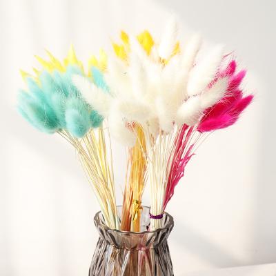 China Durable Dry Colorful Flower Bouquet Lagurus Rabbit Tail Grass Flower As Home Decoration Bouquet for sale