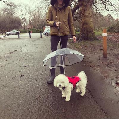 China Viable Transparent Dog Umbrella Leash Folding Assembled Summer Small Dog Puppy Umbrella for sale