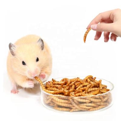 China Viable dry mealworms for sale freeze dried mealworm high protein dry mealworm for sale