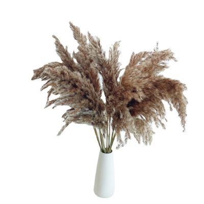 China Custom Wedding Amazon Home Wrapping Large Dry Fluffy Natural Pampas Grass Wedding Decor Pink White Beige Pampas Grass Natural Preserved Dried Flower Pampas Grass for sale